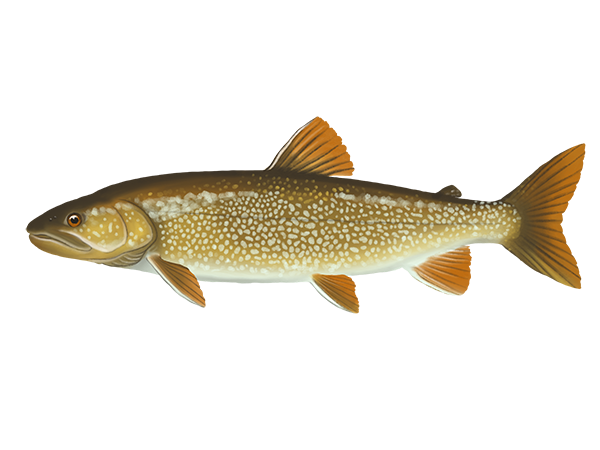 Mackinaw Trout