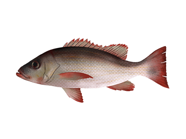 Mahogany Snapper