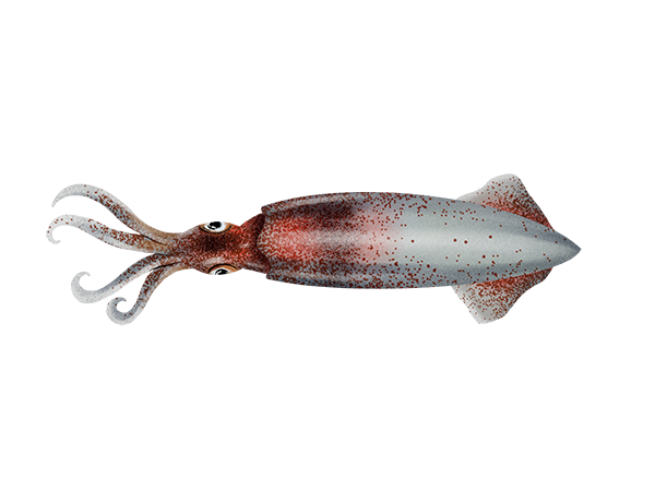 Market Squid