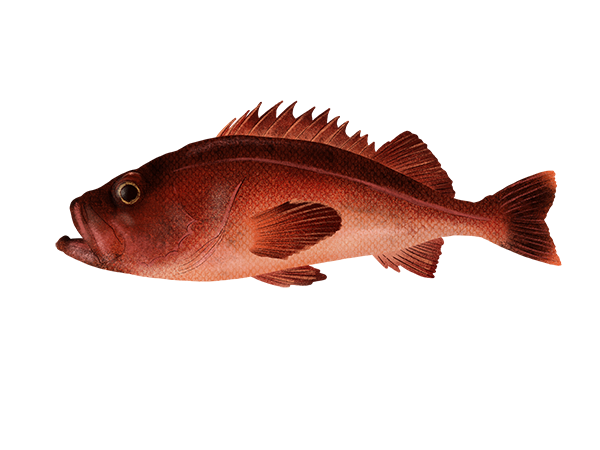 Mexican Rockfish