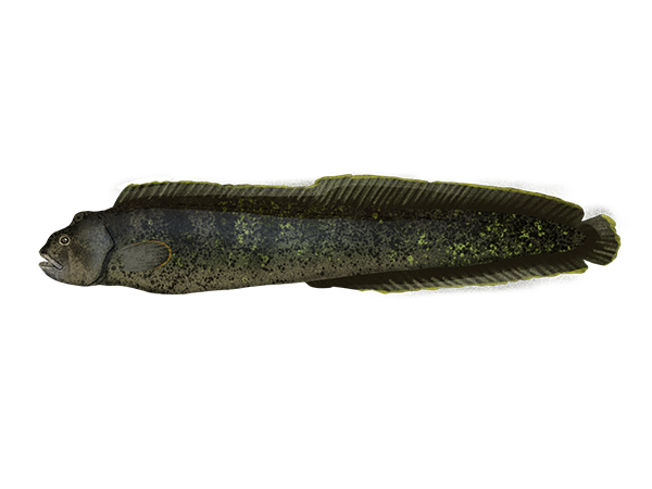 Monkeyface Prickleback