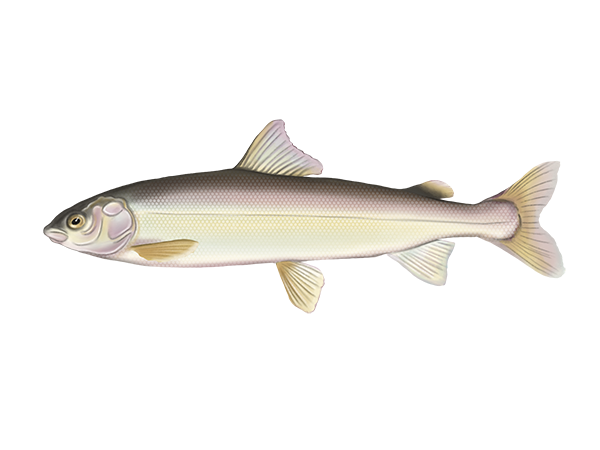 Mountain Whitefish