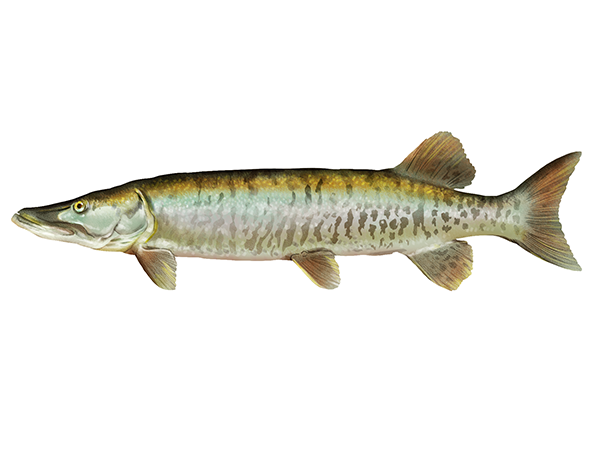 Muskellunge