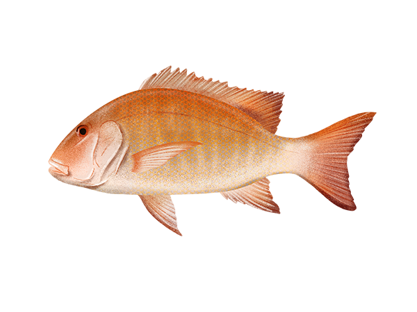 Mutton Snapper