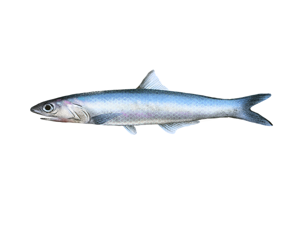 Northern Anchovy