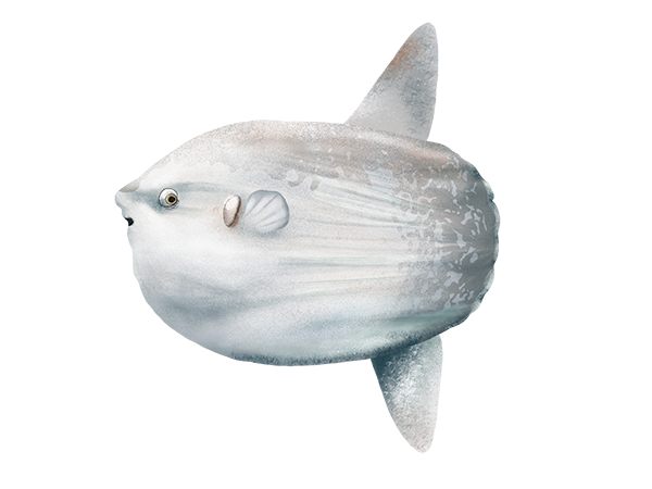 Ocean Sunfish
