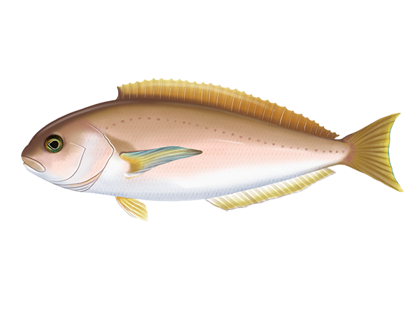 Ocean Whitefish