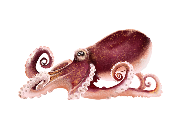 Octopus