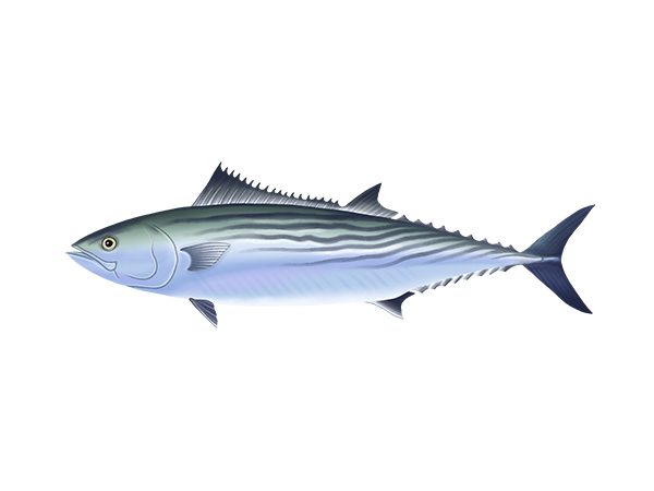 Pacific Bonito