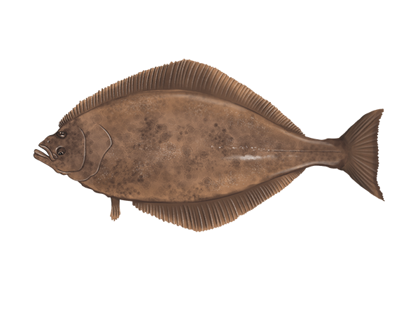 Pacific Halibut