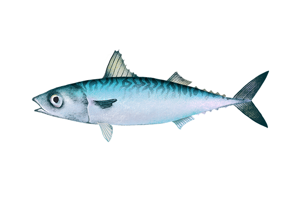 Pacific Mackerel