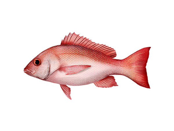 Pacific Red Snapper