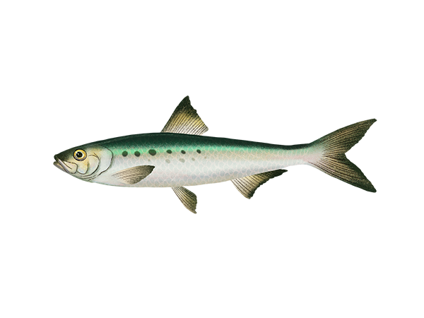 Pacific Sardine