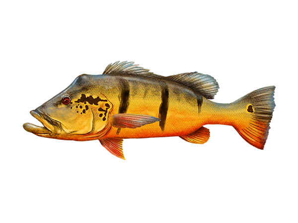Peacock Bass