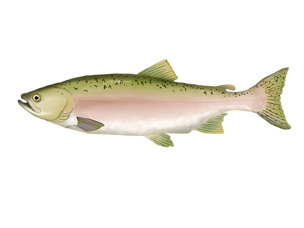 Pink Salmon