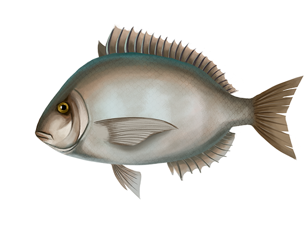 Porgy
