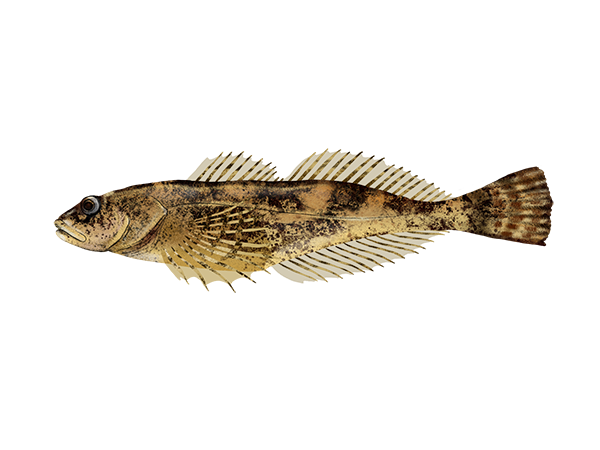 Prickly Sculpin