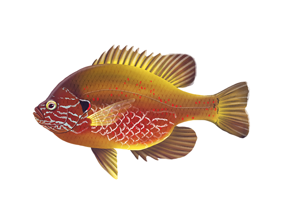 Pumpkinseed