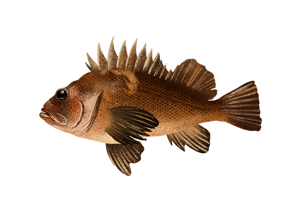 Quillback Rockfish