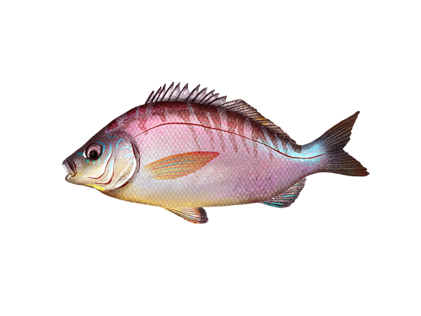 Rainbow Surfperch