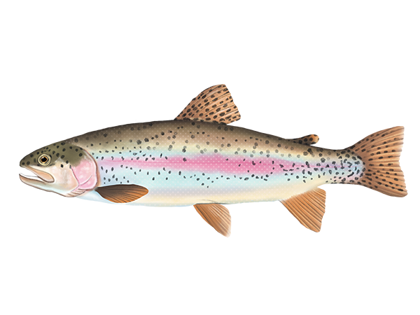 Rainbow Trout