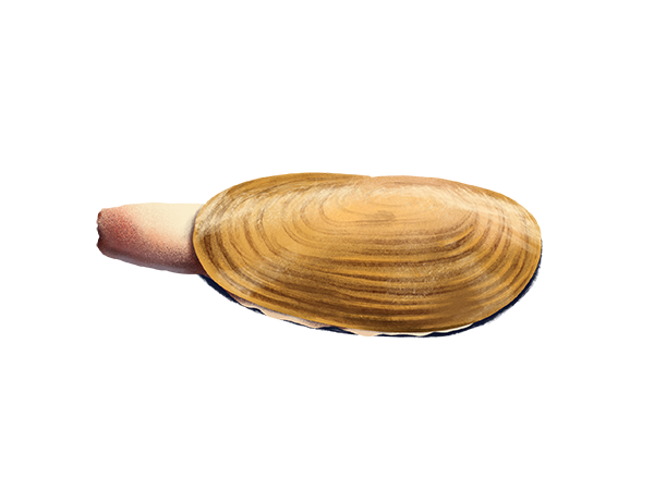 Razor Clam