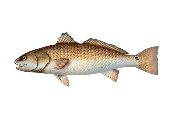 Red Drum