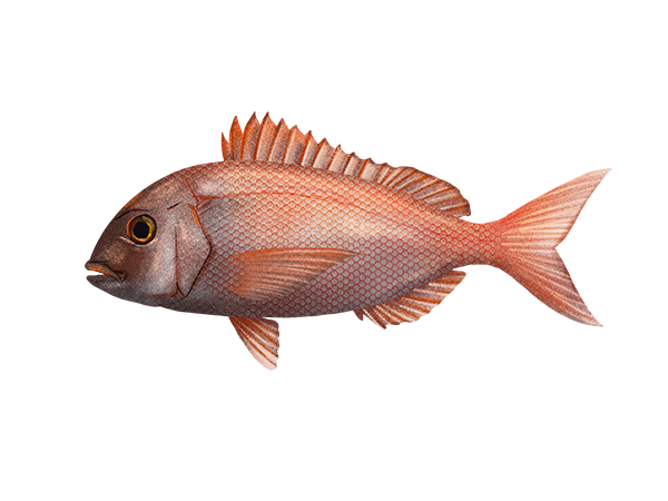 Red Porgy