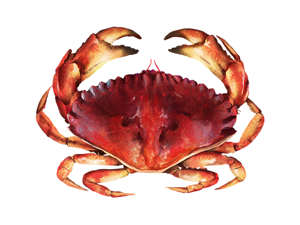 Red Rock Crab