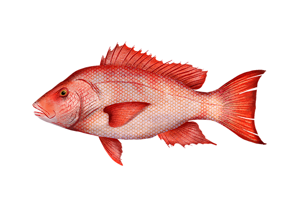 Red Snapper