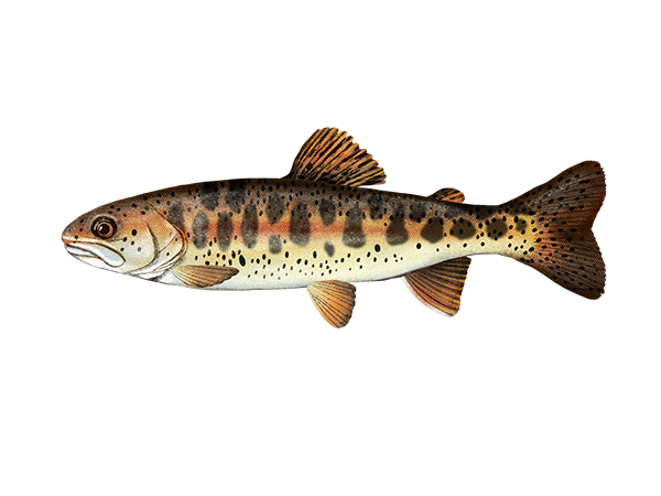 Redband Trout