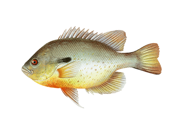 Redbreast Sunfish