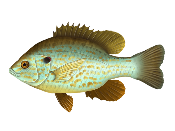 Redear Sunfish