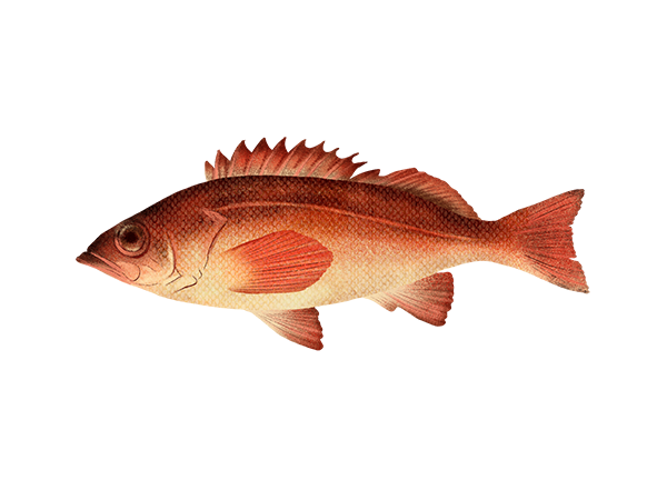 Redstripe Rockfish
