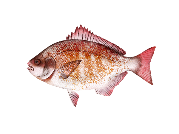 Redtail Surfperch
