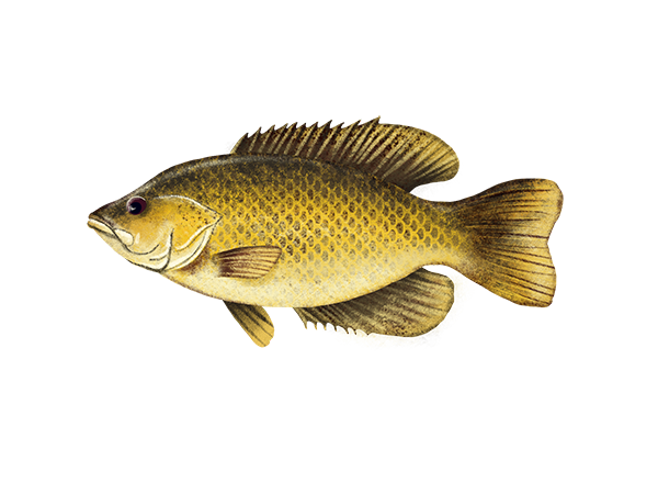 Rock Bass