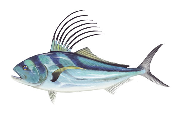 Roosterfish