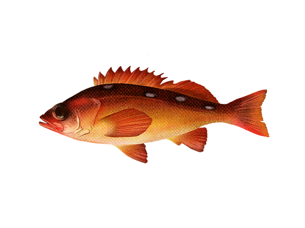 Rosethorn Rockfish