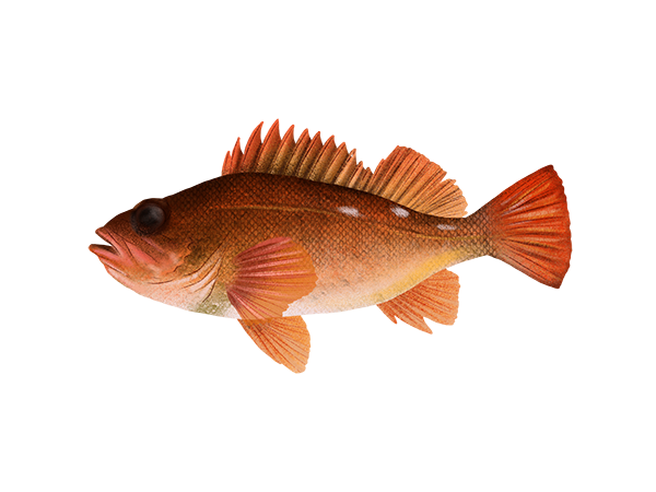Rosy Rockfish