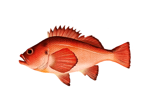 Rougheye Rockfish