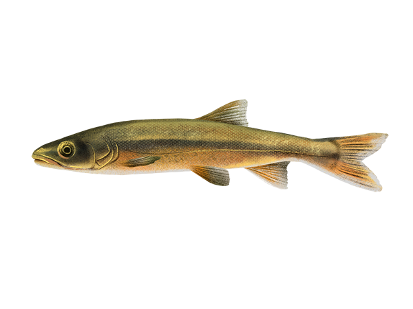 Sacramento Pikeminnow