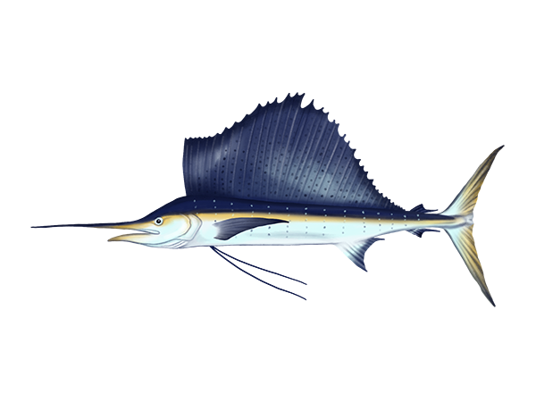 Indio-Pacific Sailfish