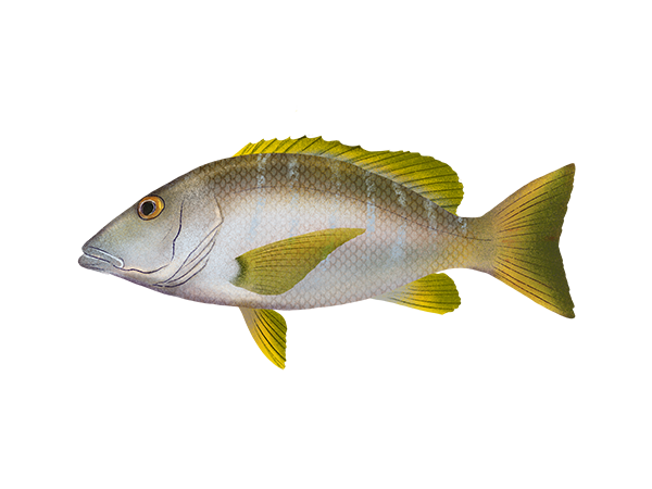 Schoolmaster Snapper