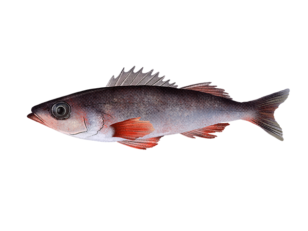 Shortbelly Rockfish