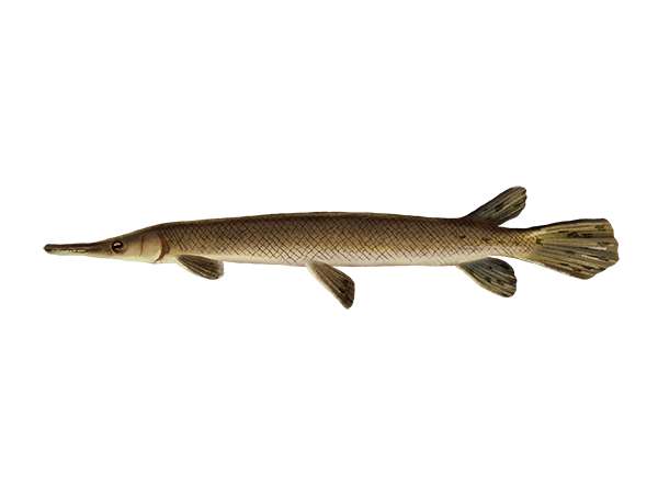 Shortnose Gar