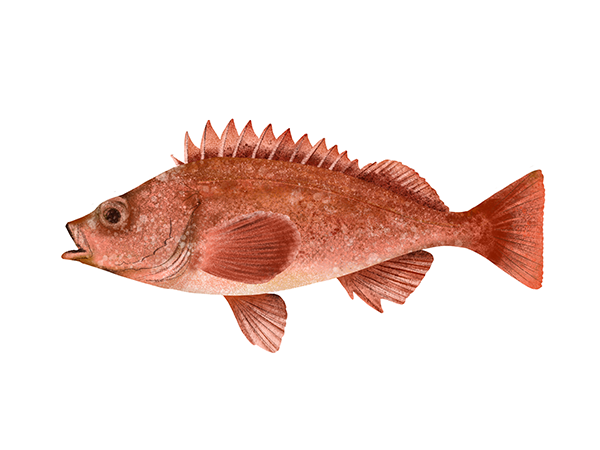 Shortraker Rockfish