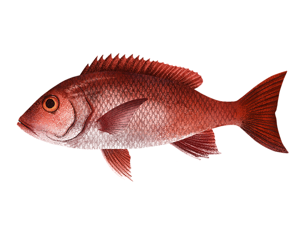 Silk Snapper