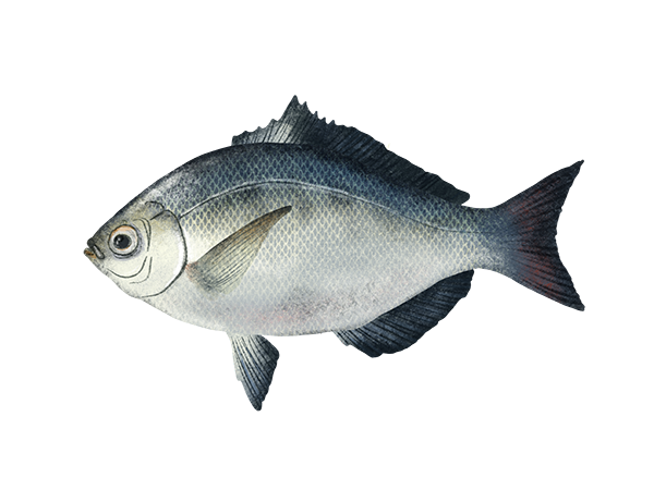 Silver Surfperch