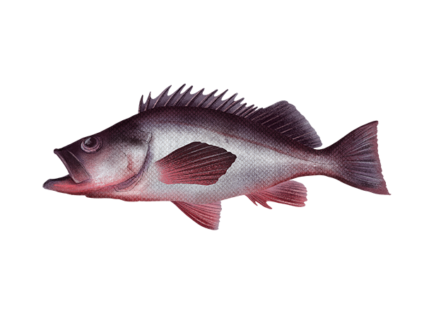 Silvergray Rockfish