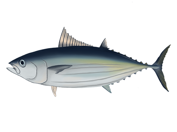 Skipjack Tuna